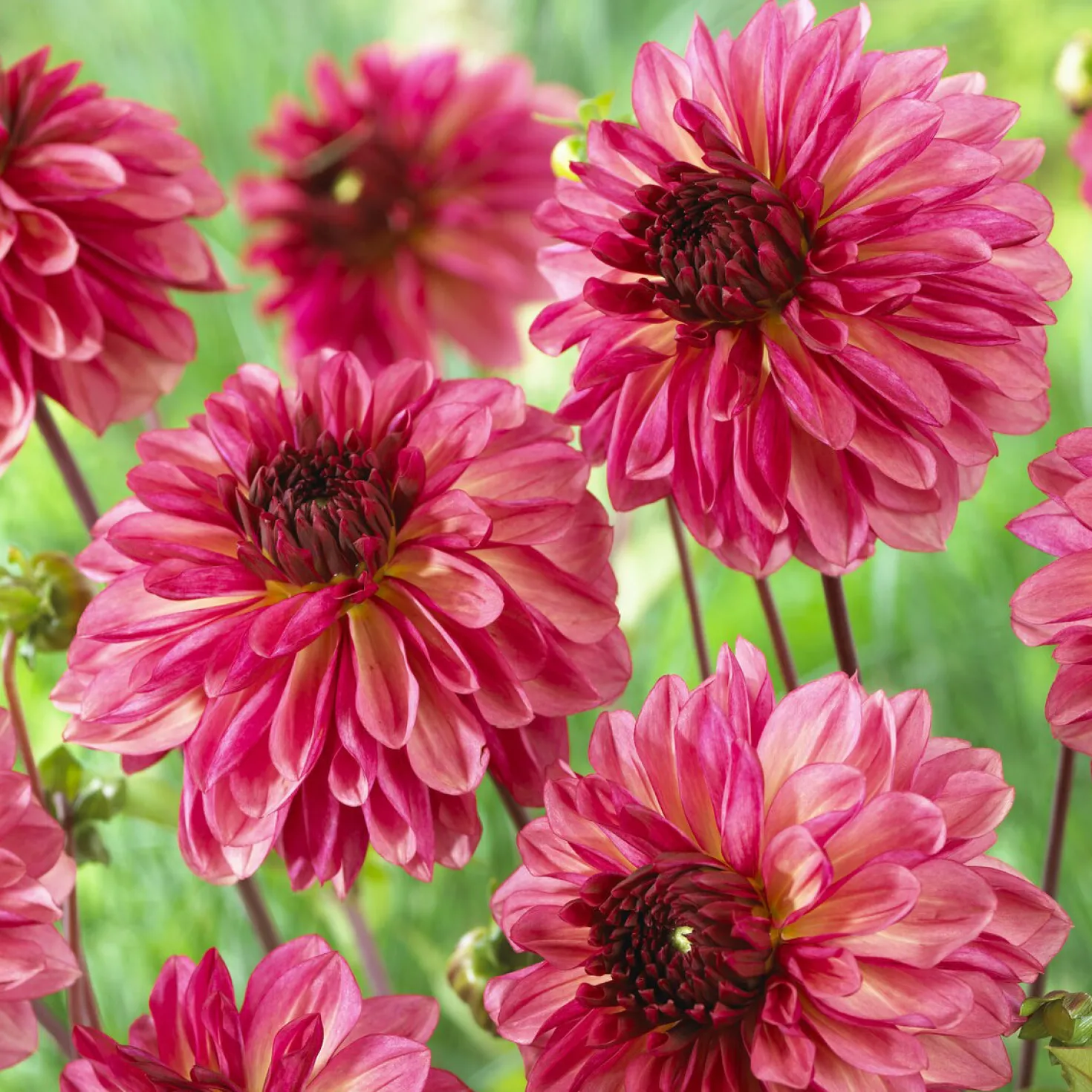 Dahlie 'Bacardi' (x3) - Rosa Blütenfülle den ganzen Sommer