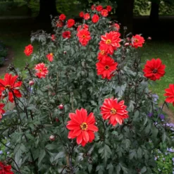 Dahlie ‘Bishop of Llandaff’ - Dunkles Laub, feurige Blüte