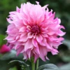 Dahlie ‘Cafe au Lait Rose’ - Zarte XXL-Blüten im Beet