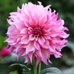 Dahlie ‘Cafe au Lait Rose’ - Zarte XXL-Blüten im Beet