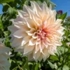 Dahlie ‘Cafe au Lait’ (x3) - Trendfarbe im Beet