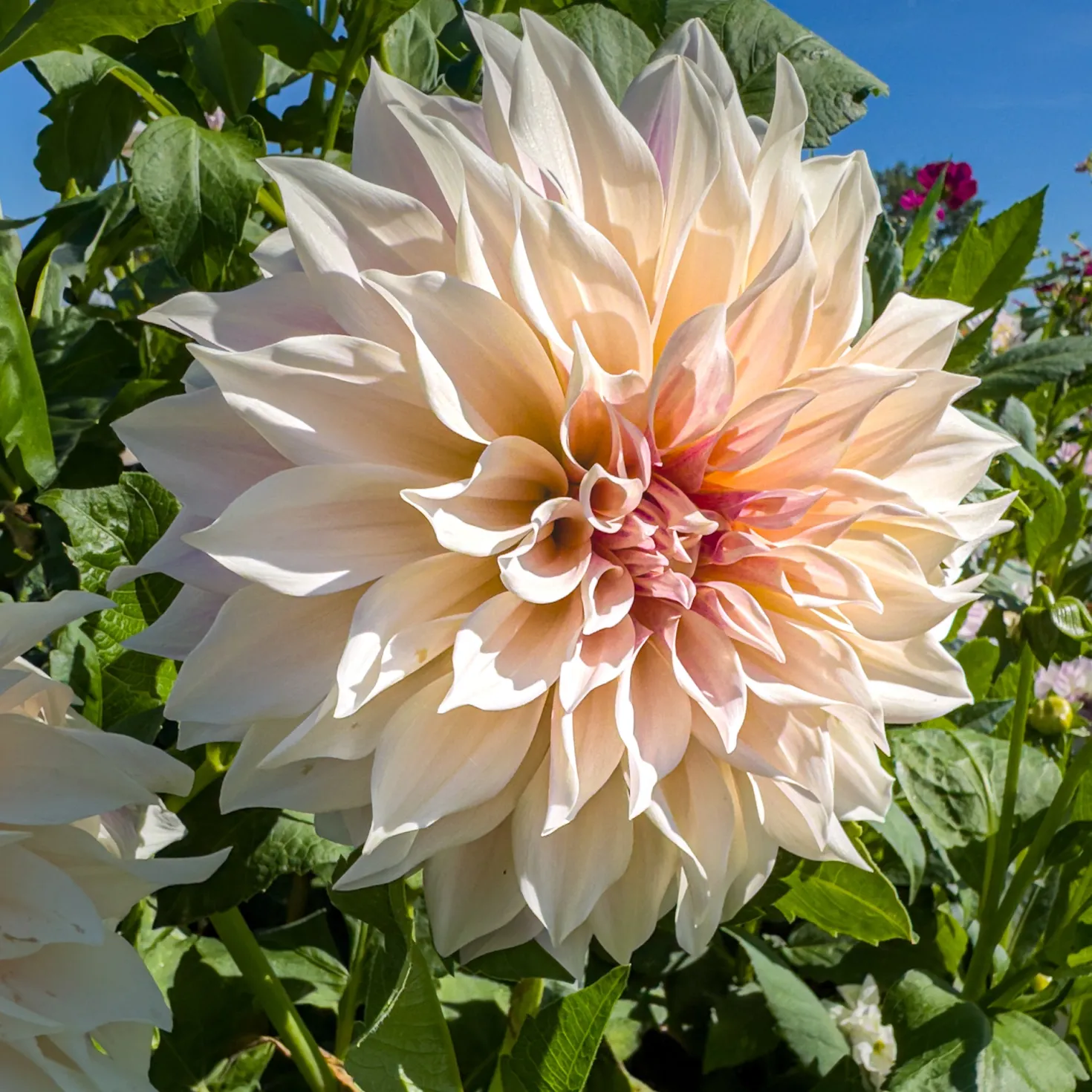 Dahlie ‘Cafe au Lait’ (x3) - Trendfarbe im Beet