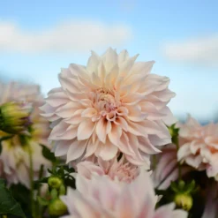 Dahlie ‘Cafe au Lait’ (x3) - Trendfarbe im Beet