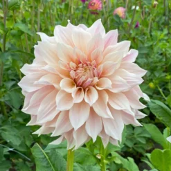 Dahlie ‘Cafe au Lait’ (x3) - Trendfarbe im Beet