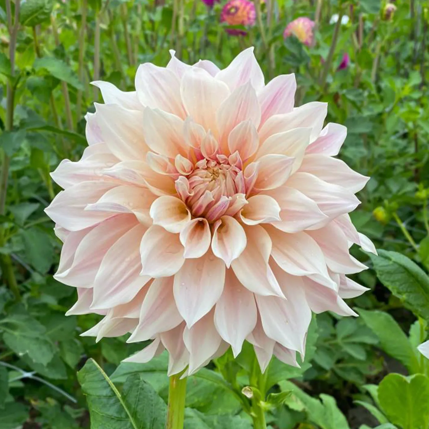 Dahlie ‘Cafe au Lait’ (x3) - Trendfarbe im Beet