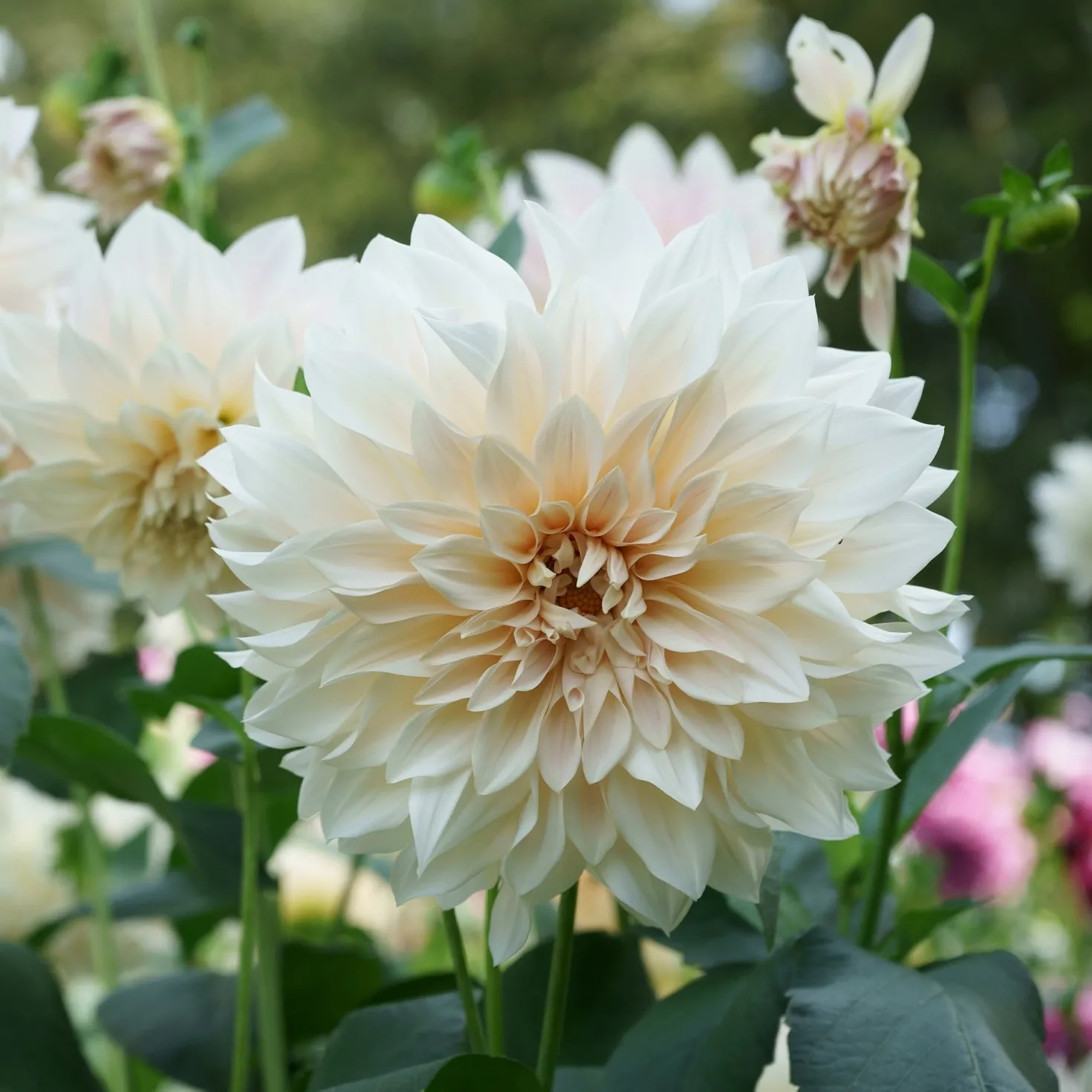Dahlie ‘Cafe au Lait’ (x3) - Trendfarbe im Beet