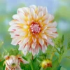 Dahlie Caribbean Fantasy - Zweifarbige Blüten sofort