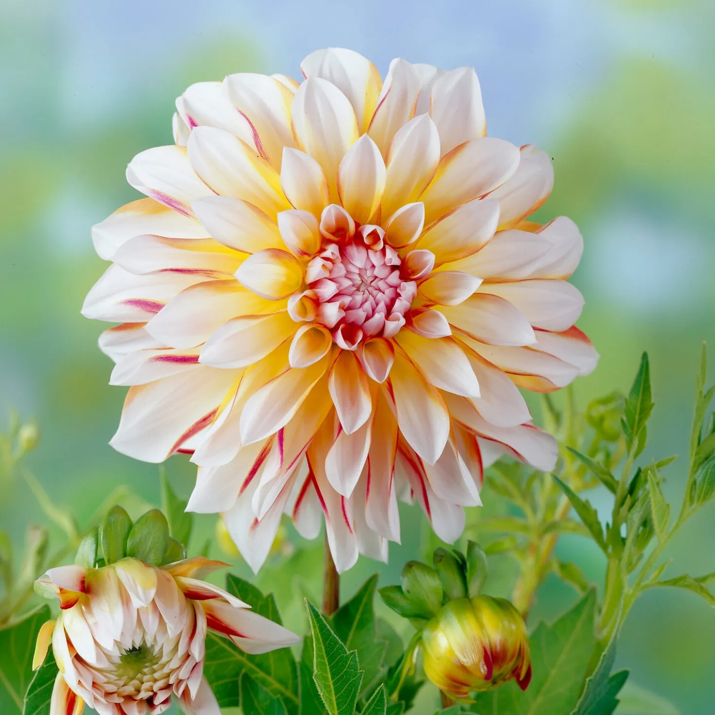 Dahlie Caribbean Fantasy - Zweifarbige Blüten sofort