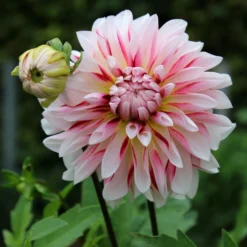 Dahlie Caribbean Fantasy - Zweifarbige Blüten sofort