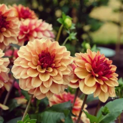 Dahlie ‘Creme de Cognac’ - Karamellfarben, sommerlang
