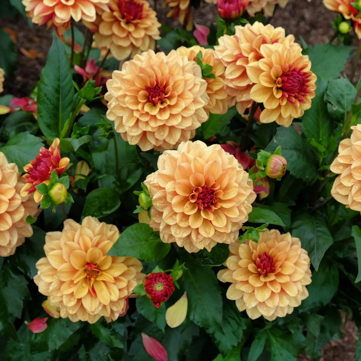 Dahlie ‘Creme de Cognac’ - Karamellfarben, sommerlang