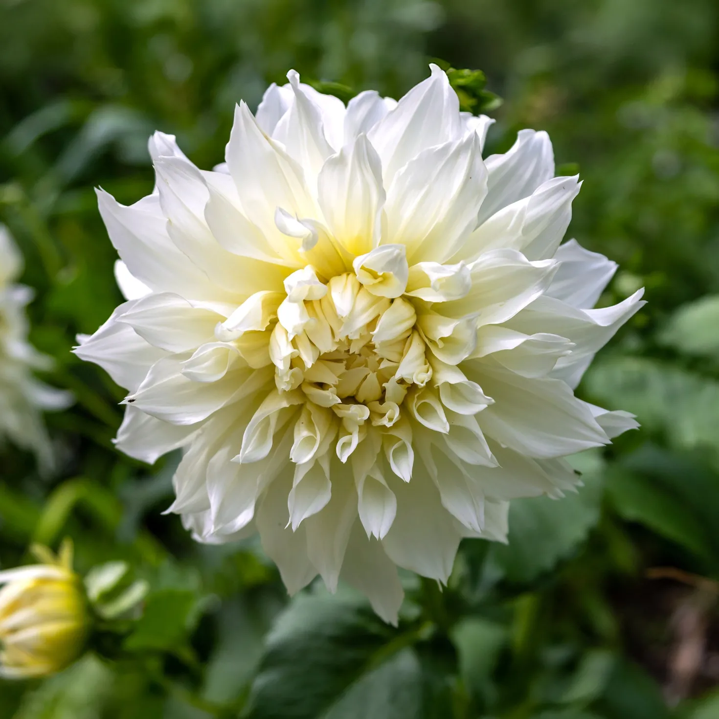Dahlie 'Fleurel' (x3) - Riesenblüten in reinem Weiß