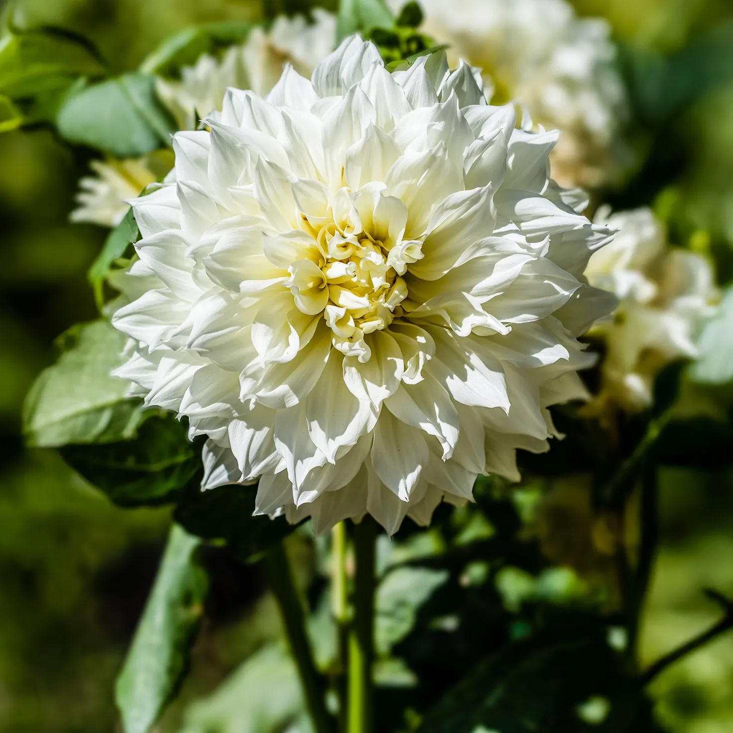 Dahlie 'Fleurel' (x3) - Riesenblüten in reinem Weiß