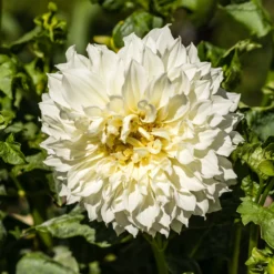 Dahlie 'Fleurel' (x3) - Riesenblüten in reinem Weiß