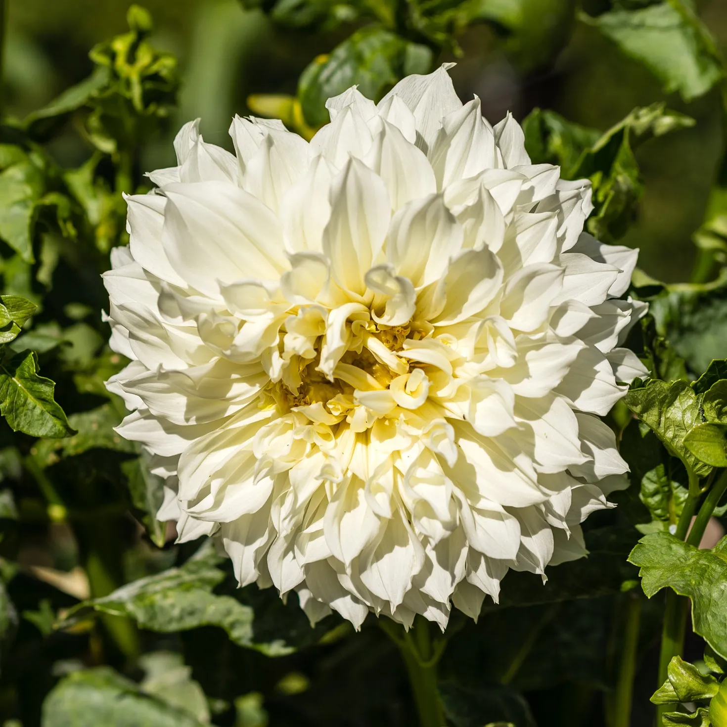 Dahlie 'Fleurel' (x3) - Riesenblüten in reinem Weiß