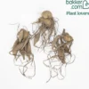 Dahlie Fubuki rot-weiß (x3) - Zweifarbige Blüten sofort
