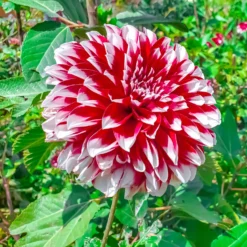 Dahlie Fubuki rot-weiß (x3) - Zweifarbige Blüten sofort