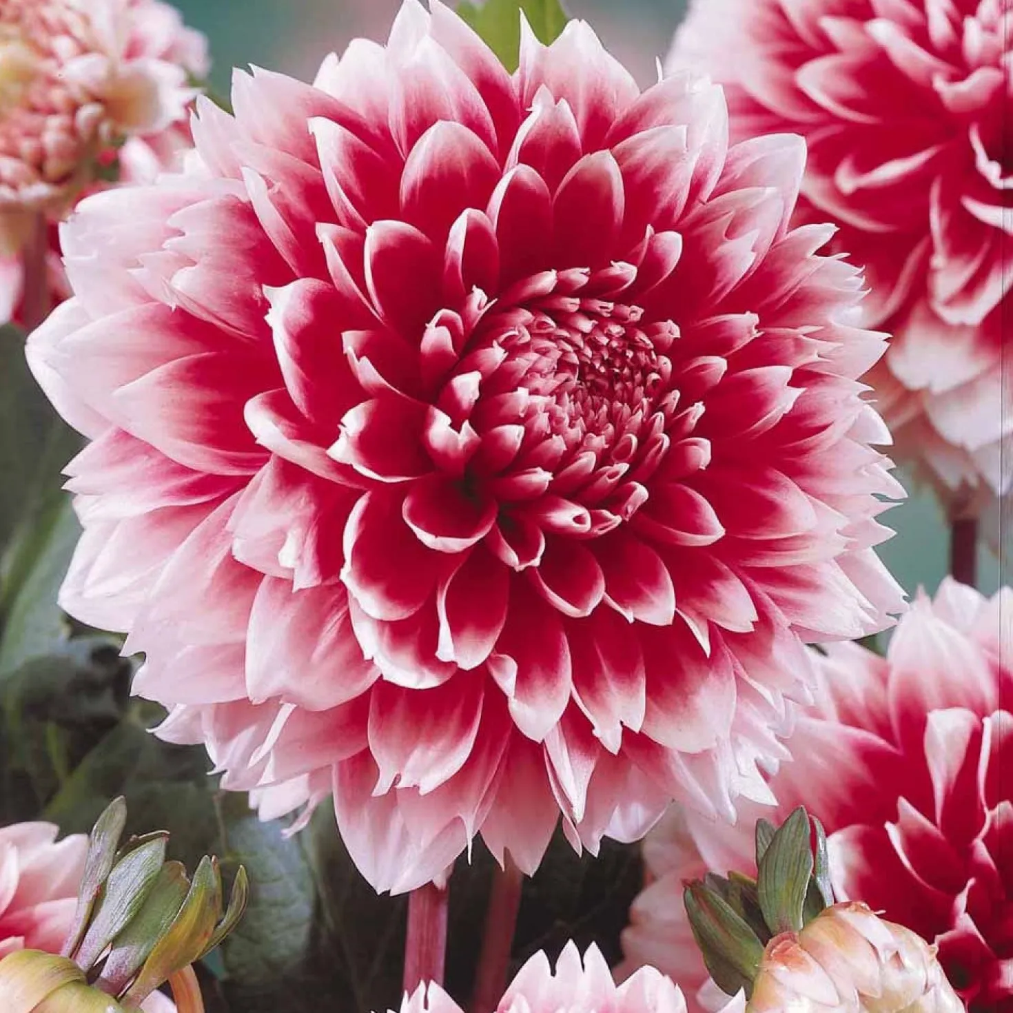 Dahlie Fubuki rot-weiß (x3) - Zweifarbige Blüten sofort