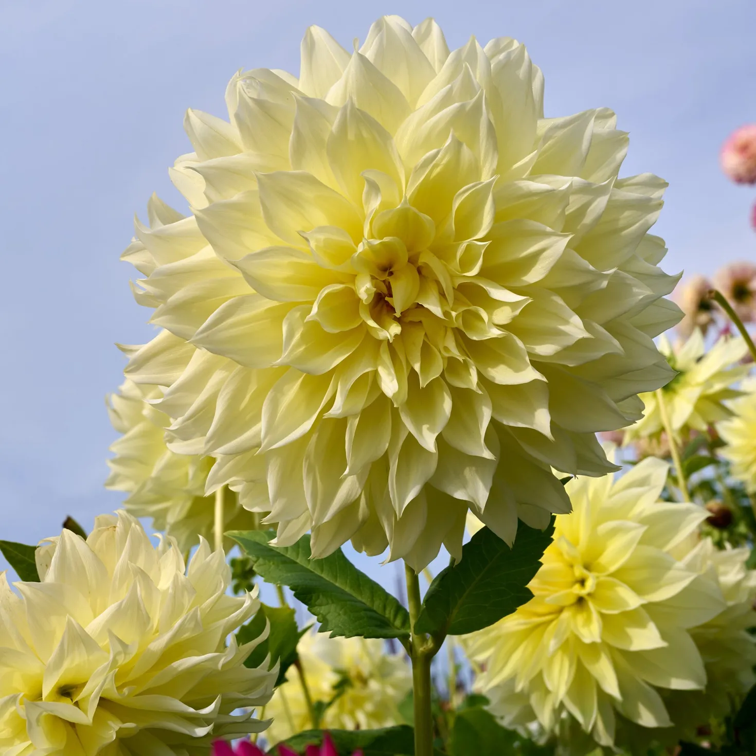 Dahlie 'Kelvin Floodlight' (x3) - Riesenblüten in Sonnengelb
