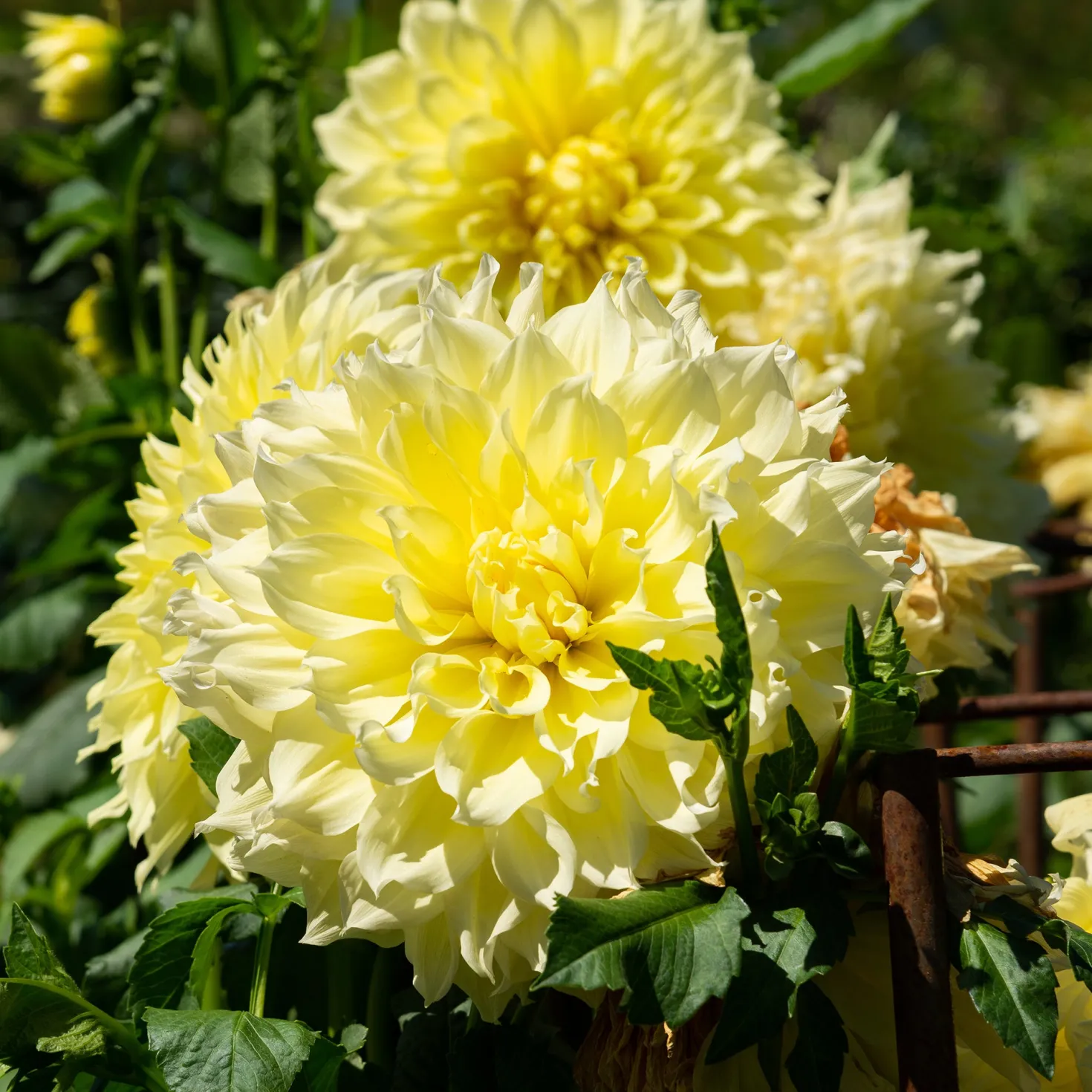 Dahlie 'Kelvin Floodlight' (x3) - Riesenblüten in Sonnengelb