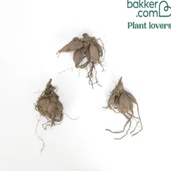 Dahlie 'Melody Allegro' (x3) - Sommerfarben ohne Aufwand