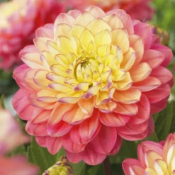 Dahlie 'Melody Allegro' (x3) - Sommerfarben ohne Aufwand