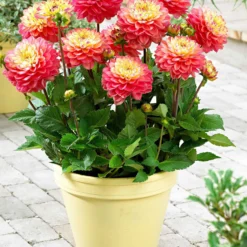 Dahlie 'Melody Allegro' (x3) - Sommerfarben ohne Aufwand