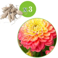 Dahlie 'Melody Allegro' (x3) - Sommerfarben ohne Aufwand