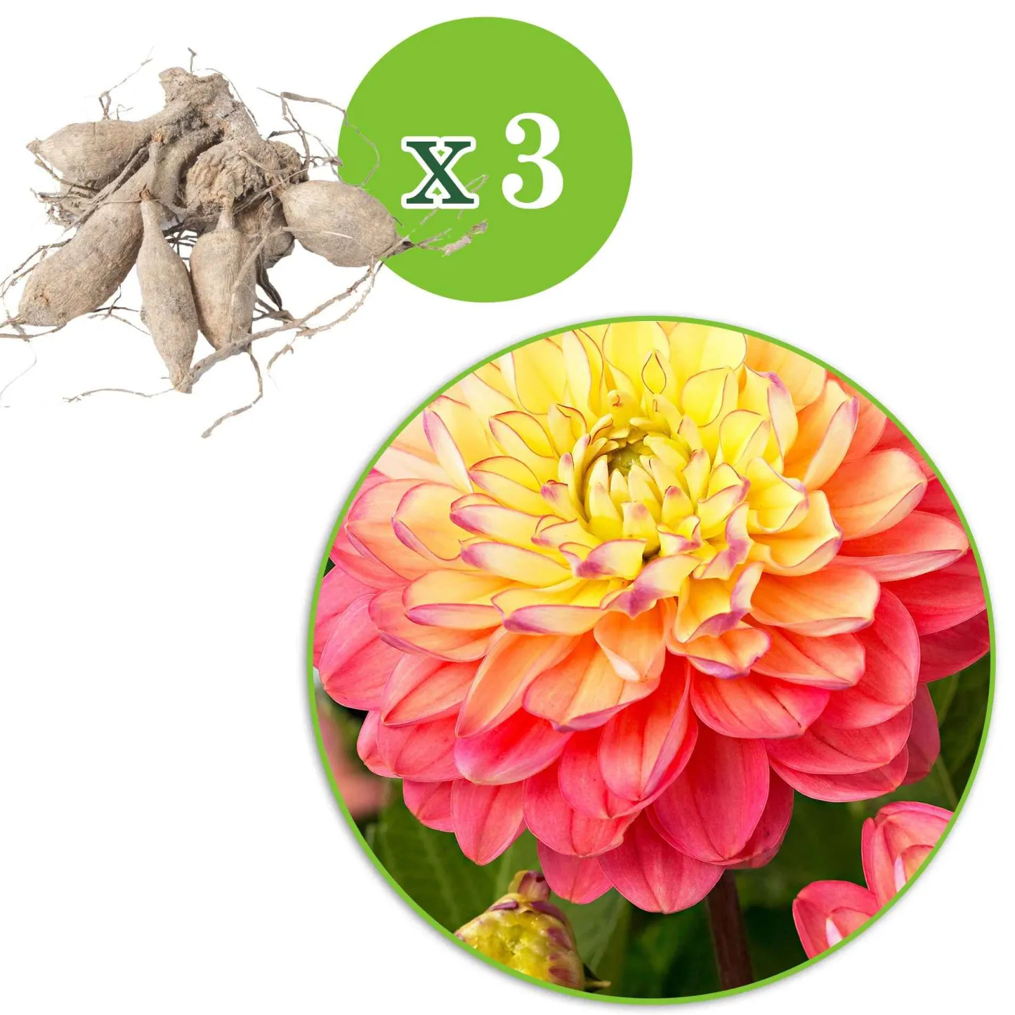 Dahlie 'Melody Allegro' (x3) - Sommerfarben ohne Aufwand