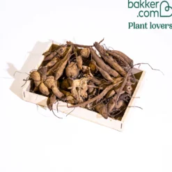 Dahlie Mischung 'Cactus' (x10) - Feuerwerk im Beet