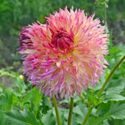 Dahlie ‘Myrtle’s Folly’ - Blüten wie kleine Feuerwerke
