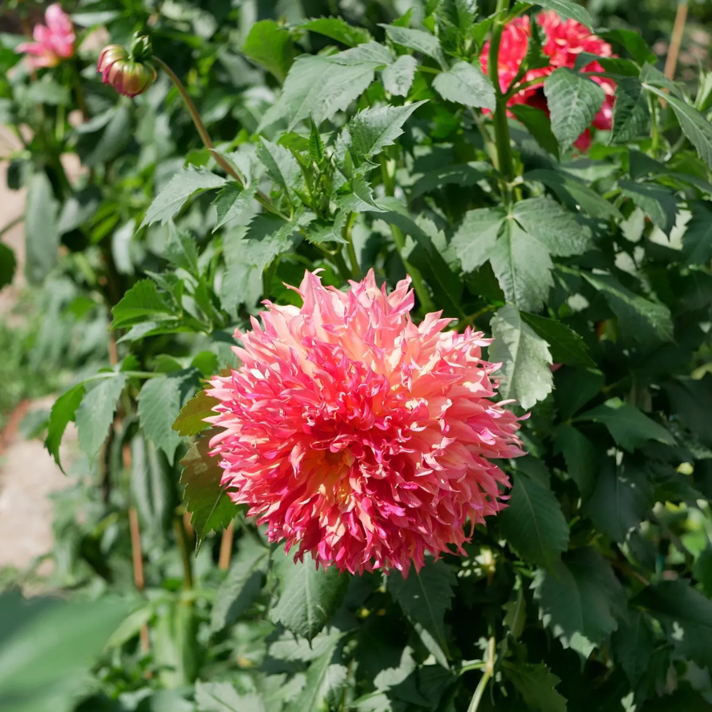 Dahlie ‘Myrtle’s Folly’ - Blüten wie kleine Feuerwerke