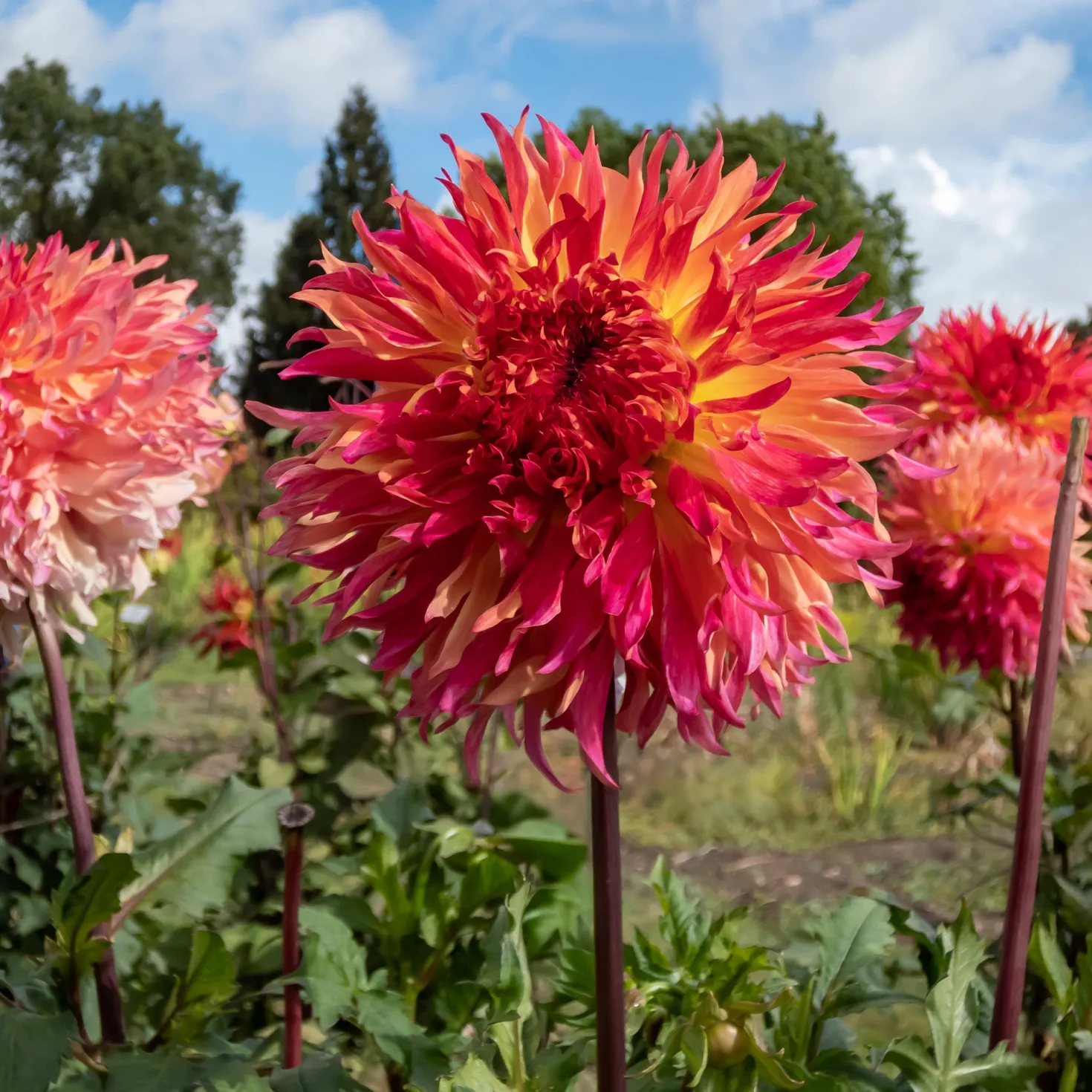 Dahlie ‘Myrtle’s Folly’ - Blüten wie kleine Feuerwerke