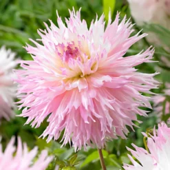 Dahlie 'Nadia Ruth' (x3) - Rüschenblüten in zartem Rosa