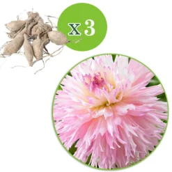 Dahlie 'Nadia Ruth' (x3) - Rüschenblüten in zartem Rosa