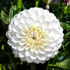 Dahlien ‘Boom Boom White’ (x3) - Weiße Blütenbälle im Garten