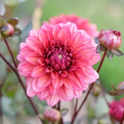 Dahlie ‘Night Silence’ - Dunkles Laub, rosa Blüten