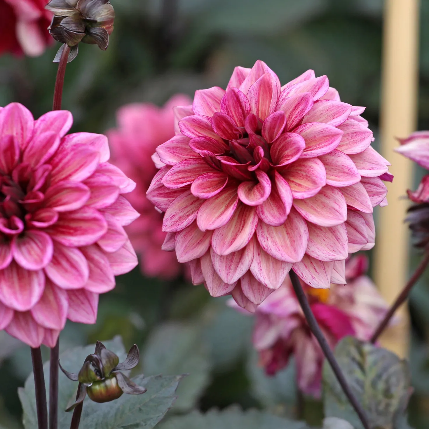 Dahlie ‘Night Silence’ - Dunkles Laub, rosa Blüten