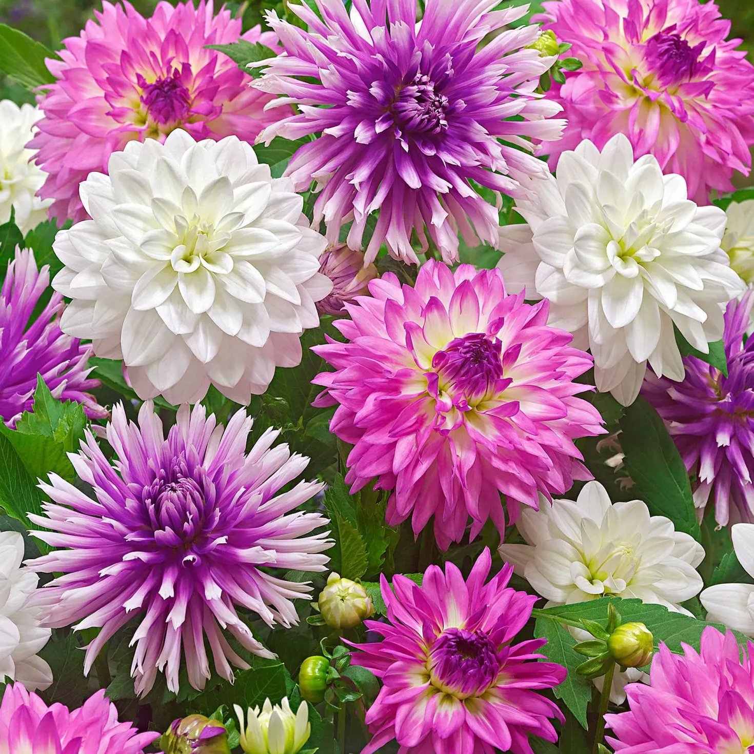 Dahlien Mischung 'All Summer Long' (x5) - Blüten den ganzen Sommer