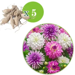 Dahlien Mischung 'All Summer Long' (x5) - Blüten den ganzen Sommer