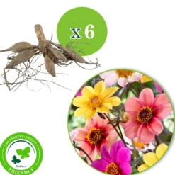 Dahlien Mischung 'HS Butterfly' (x6) - Bunte Blüten den ganzen Sommer