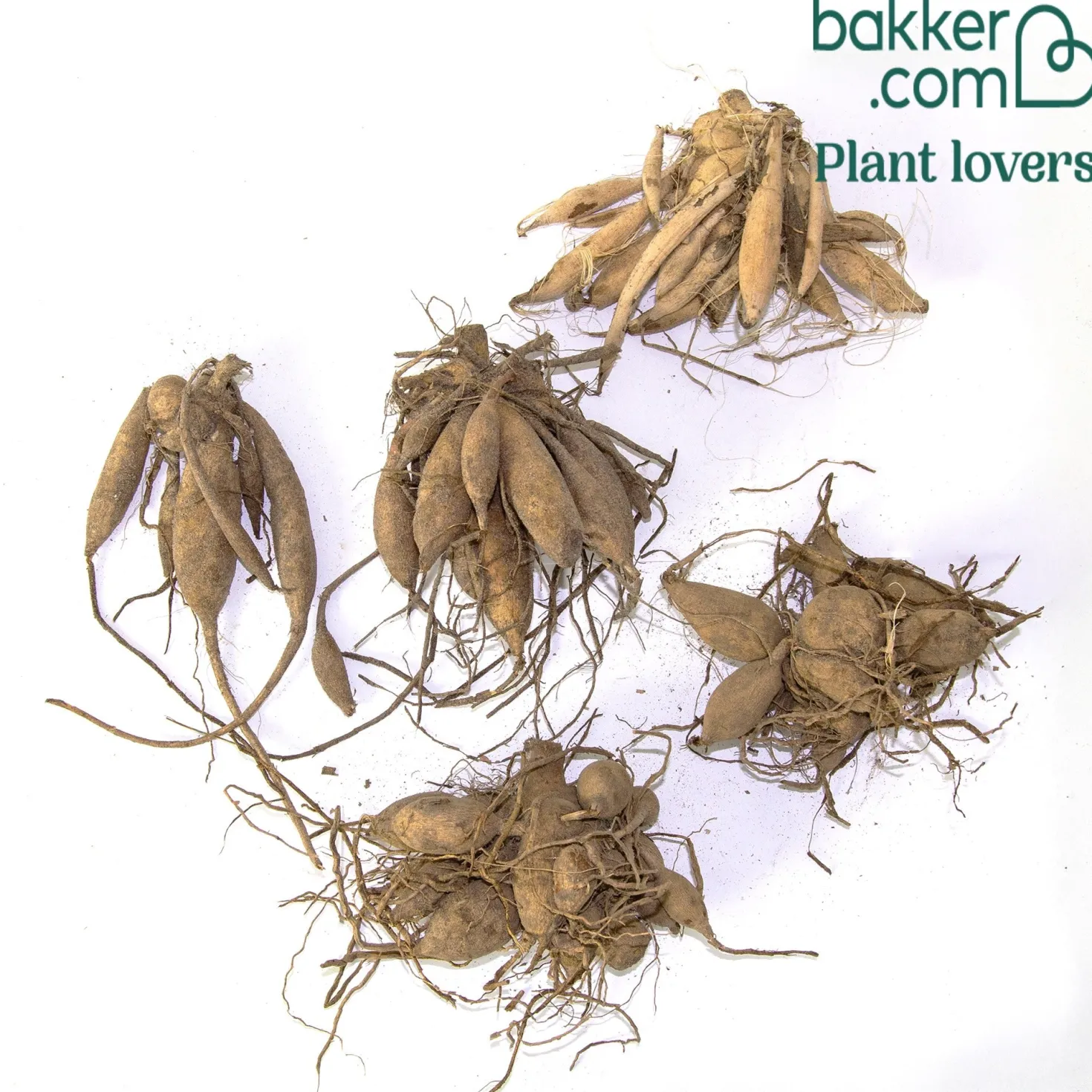 Dahlien Mischung (x5) - Farbenfrische den ganzen Sommer