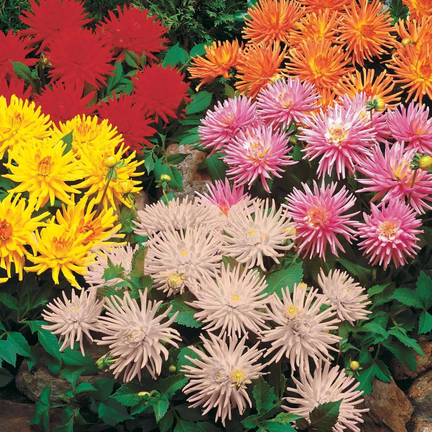 Dahlien Mischung (x5) - Farbenfrische den ganzen Sommer