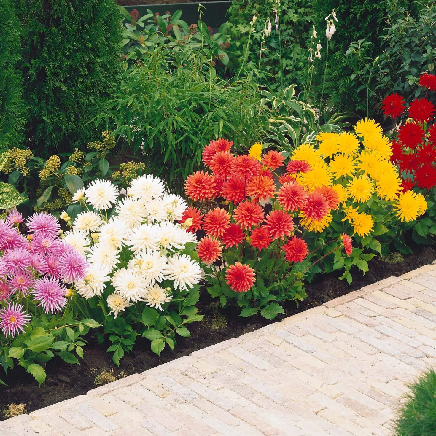 Dahlien Mischung (x5) - Farbenfrische den ganzen Sommer