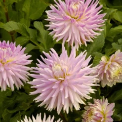Dahlien Mischung (x5) - Farbenpracht den ganzen Sommer