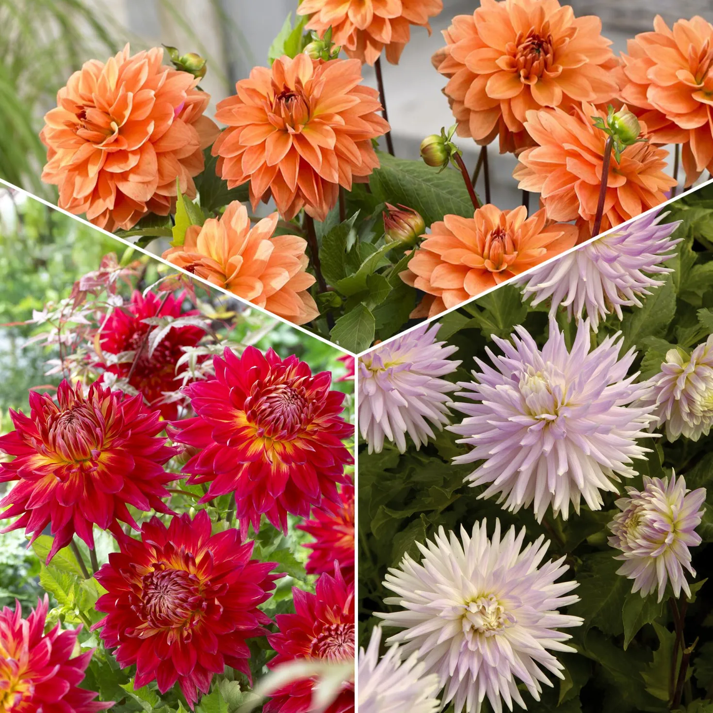 Dahlien Mischung (x5) - Farbenpracht den ganzen Sommer