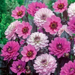 Dahlien mit purpurfarbenem Laub (x6) - Dunkles Laub, klare Blüten