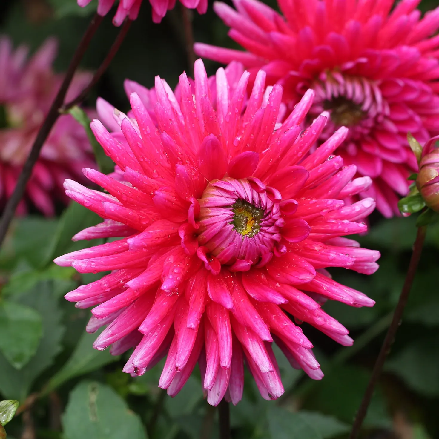 Dahlien Purple Gem (x3) - Pralles Pink den ganzen Sommer