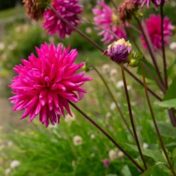 Dahlien Purple Gem (x3) - Pralles Pink den ganzen Sommer