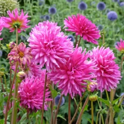 Dahlien Purple Gem (x3) - Pralles Pink den ganzen Sommer
